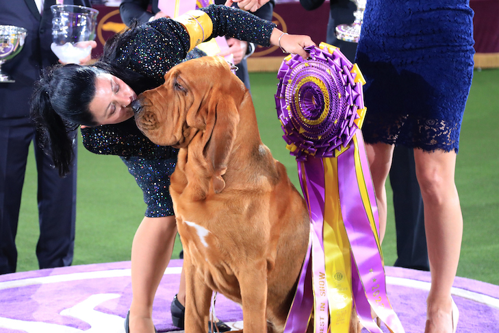 Westminster Kennel Club Dog Show